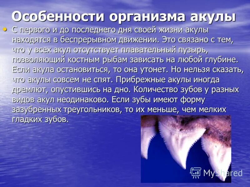 Почему акулы постоянно. Особенности акул. Особенности строения акул. Особенности строения акул кратко. Характеристика акул.