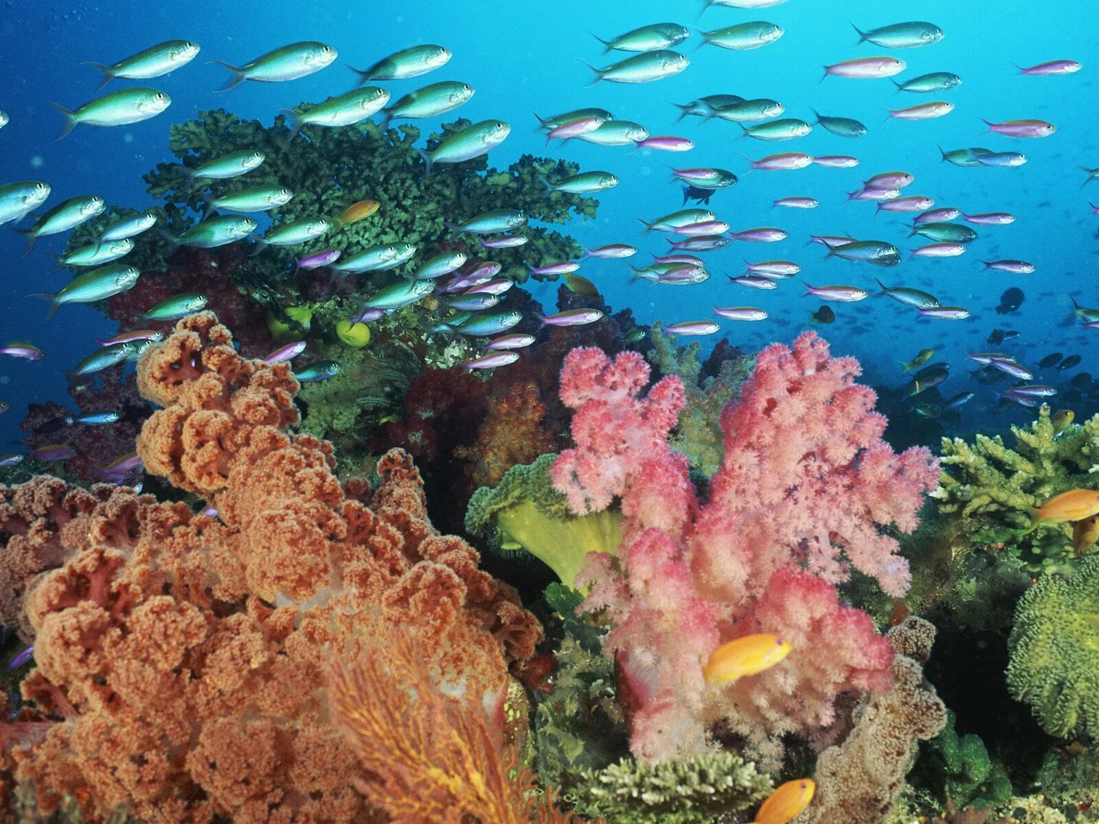 Морской мир россии. Эйлат коралловый риф. Большой морской риф Фиджи. Подводный мир кораллы. Подводный пейзаж.