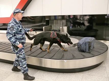 Кинологическая служба