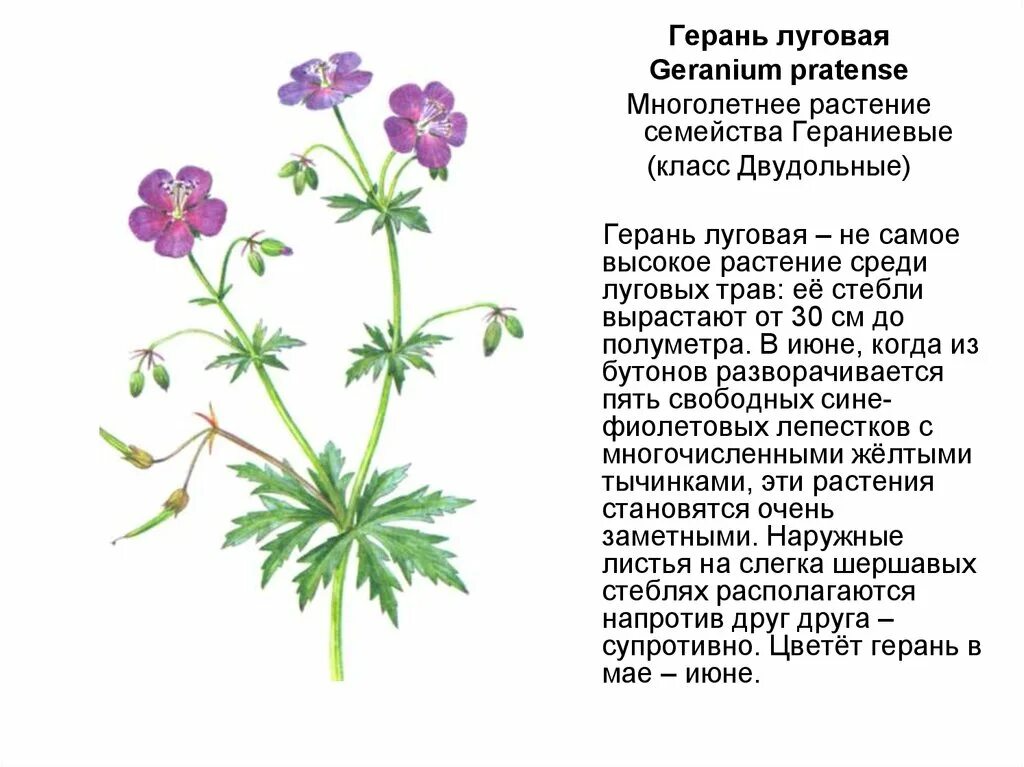 Особенности герани. Герань Луговая журавельник Луговой. Герань Лесная (Geranium sylvaticum). Герань Луговая корневая система. Герань Луговая околоцветник.