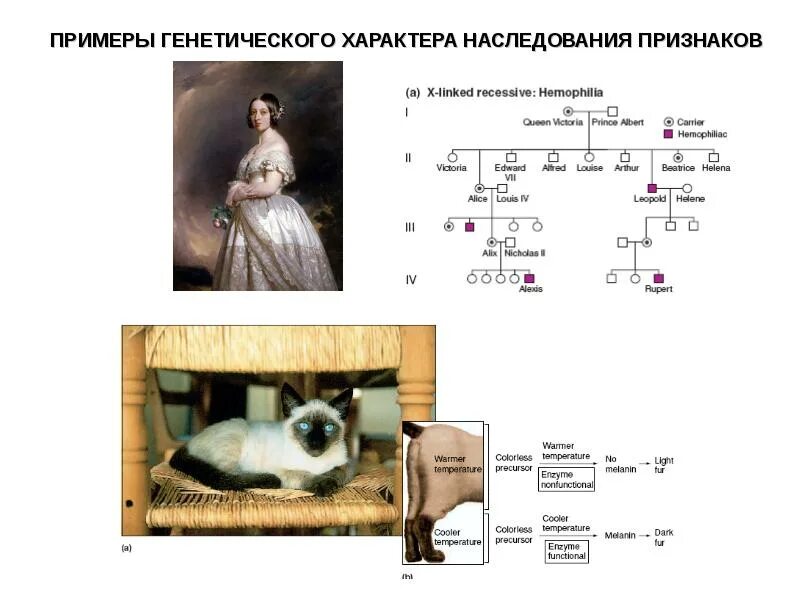 Примеры генетического уровня. Примеры генетики. генетика и характер.