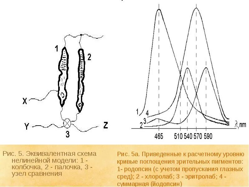 Пигмент йодопсин. Йодопсин в колбочках. Зрительный пигмент йодопсин. Спектр поглощения родопсина. Родопсин и йодопсин.