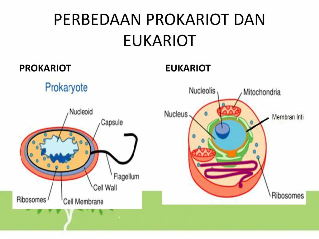 Эукариоты кишечная палочка. Прокариот хужайра. Клетки прокариот и эукариот. Строение прокариот и эукариот. Прокариот и эукариот рисунок.