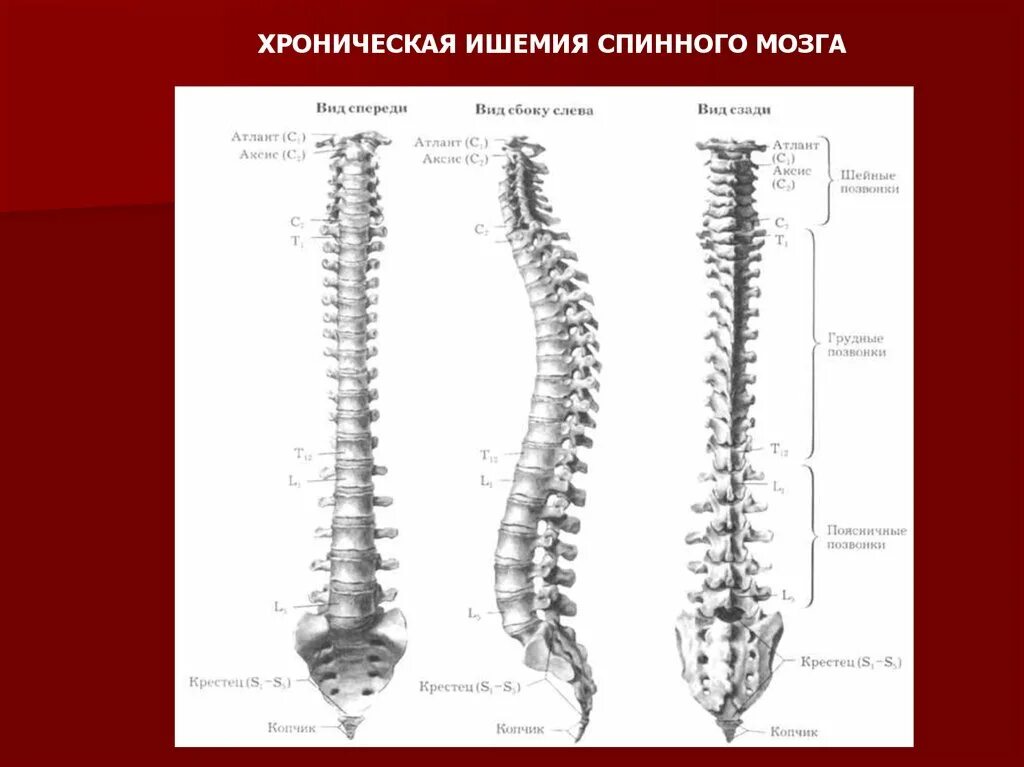 В позвоночном столбе различают