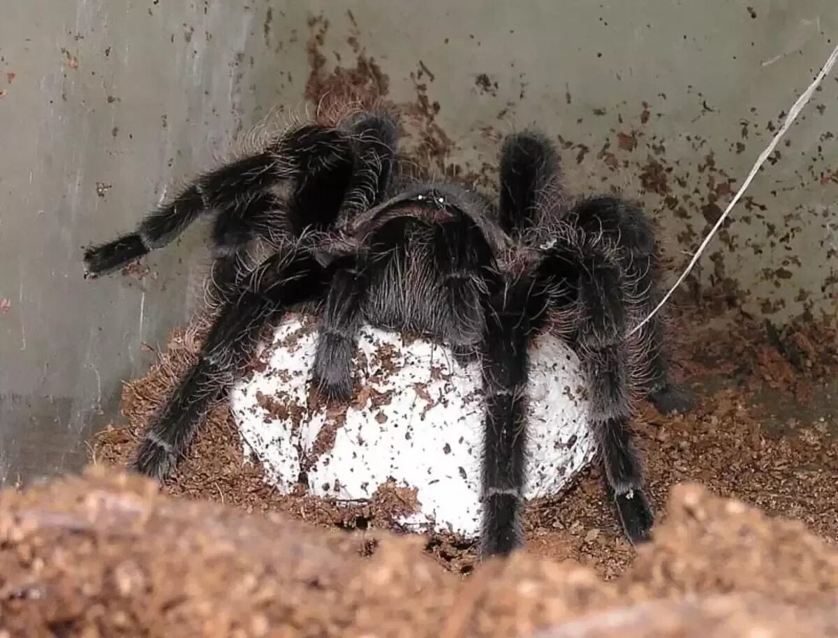 Почему появляются пауки. Brachypelma albopilosum самка. Паук Брахипельма альбопилосум. Brachypelma smithi. Кокон. Самка паука птицееда.