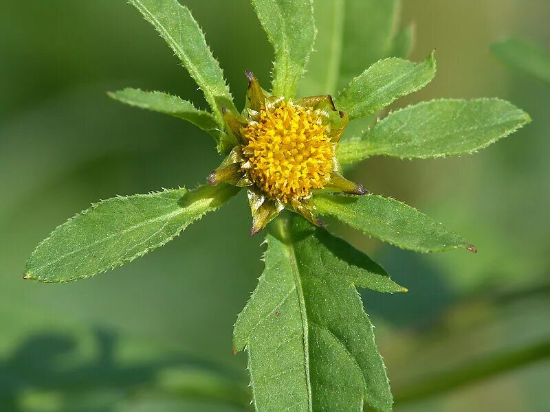 Растение череда трехраздельная. Череда трёх раздельная. ). Для чего применяется череда. Череда волосистая карантинный сорняк.