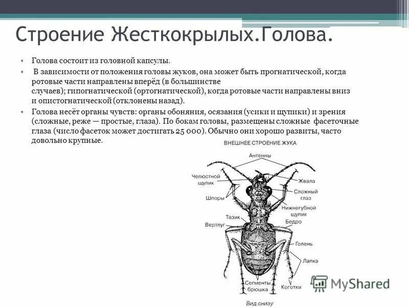 Жесткокрылые строение крыльев. Внутреннее строение жесткокрылых. Внешнее строение жесткокрылых. Строение насекомых майский жук. Внешнее строение жесткокрылых.