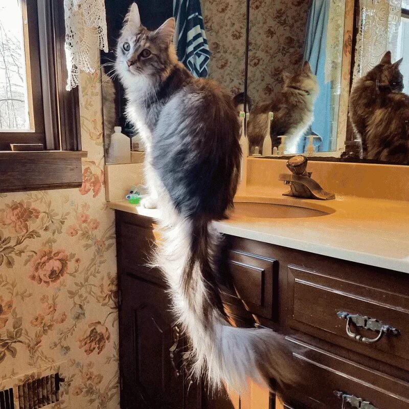 Длинный кот порода. Кот Сигнус с самым длинным хвостом. Сигнус кот порода. Порода Мейн-кун хвост. Хвост Мейн куна.