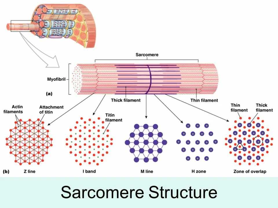 Белки саркомера. Sarcomere structure. Строение саркомера. Вспомогательные белки саркомера.