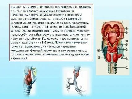 Голос возрастное ограничение