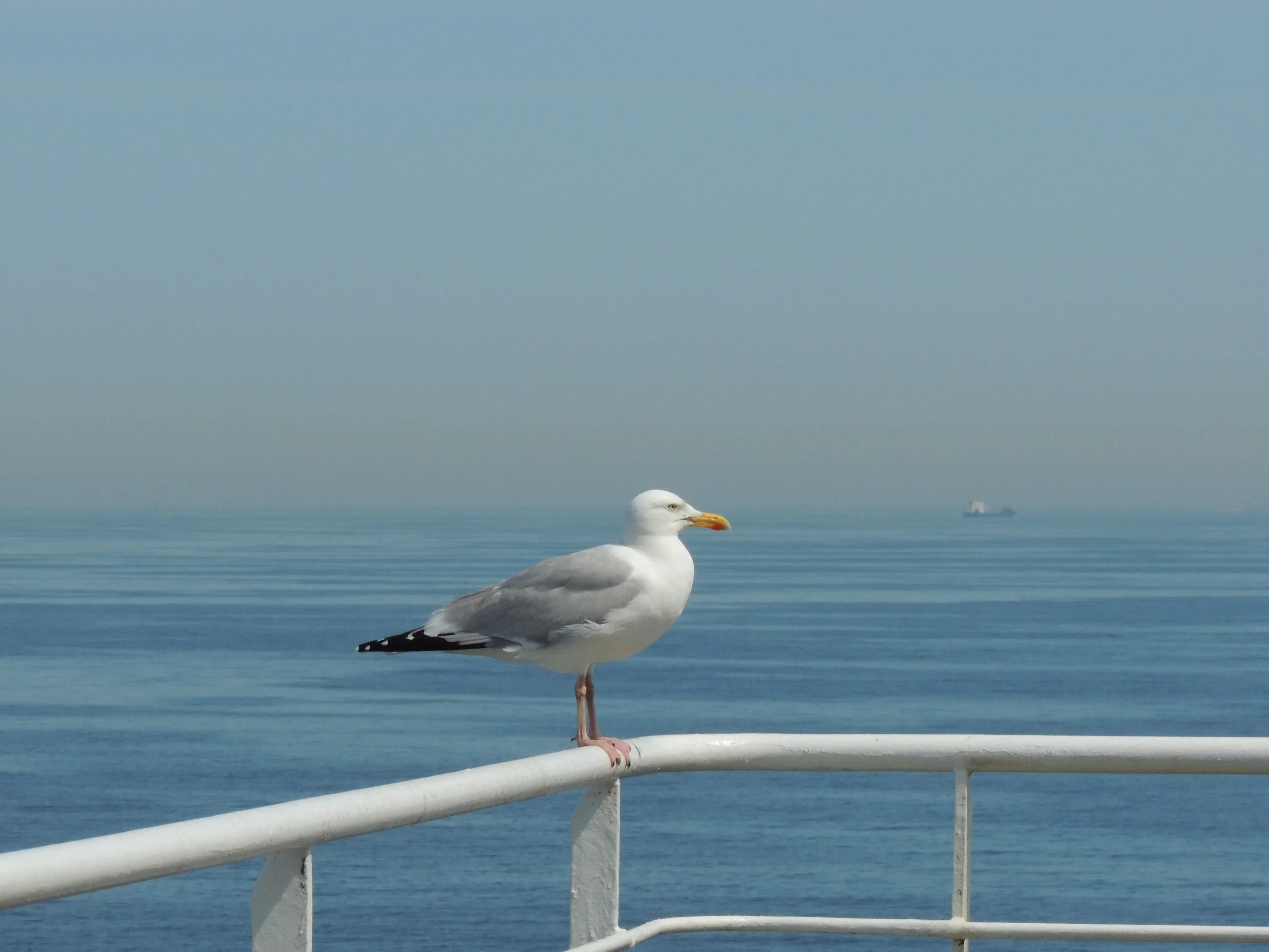 Береговая чайка. Чайки на причале. Чайка на фоне моря. Море, Чайки. Чайки сидят.