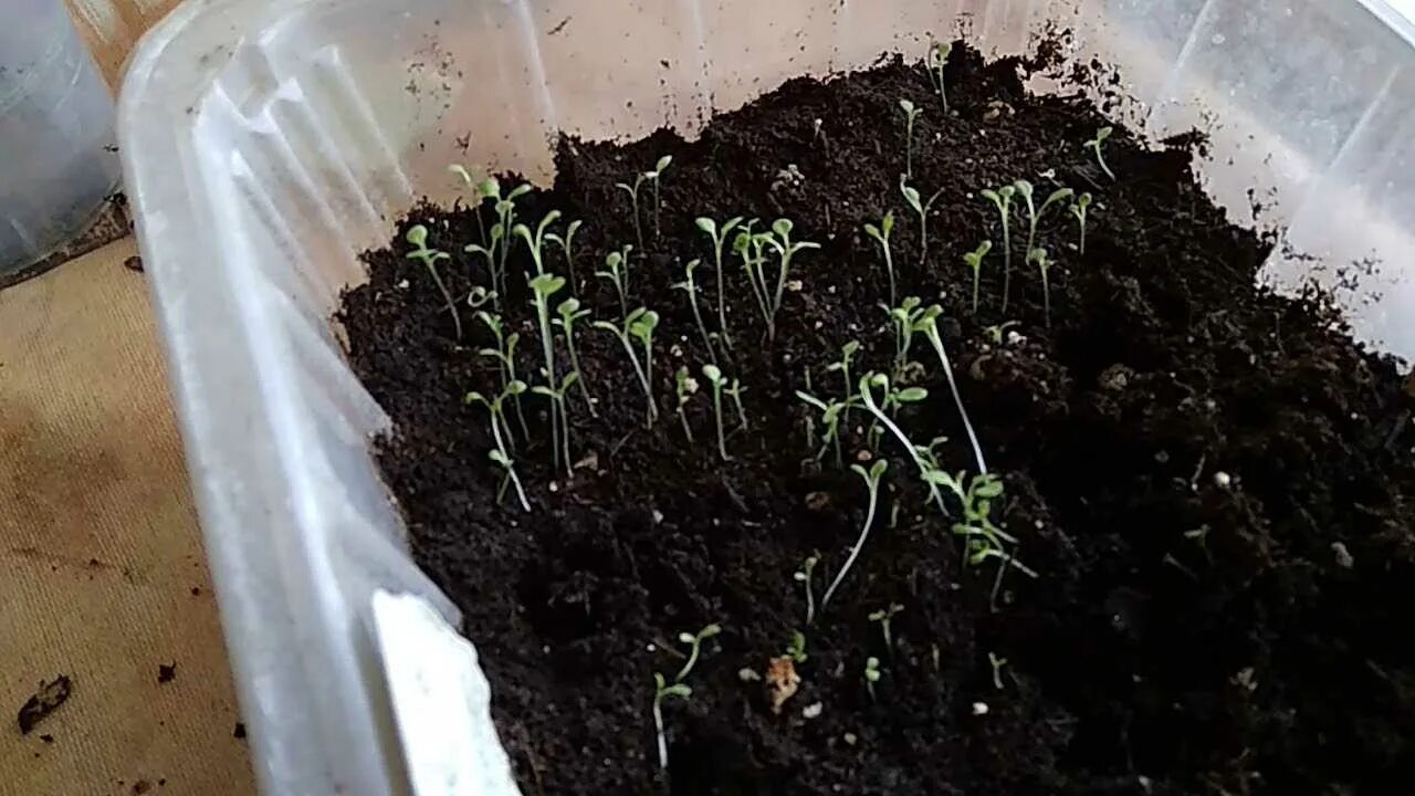 пикирование рассады томатов. пикировка томатов черри. пикировать рассаду петунии. пикирование рассады клубники. что такое пикировка рассады помидоров.