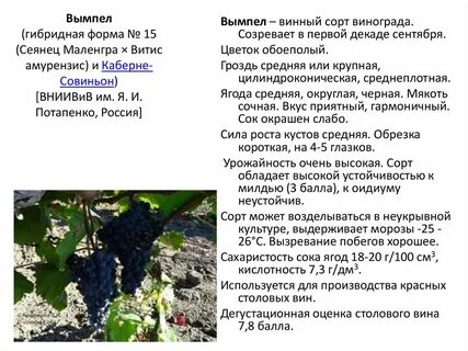 Сколько градусов в винограде