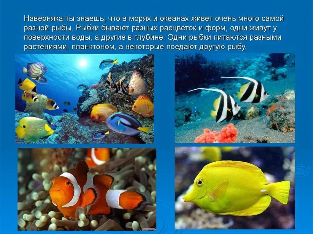 wsparcie Detale Kran rybki morskie Niechlujny Lotnictwo Odpowiednio