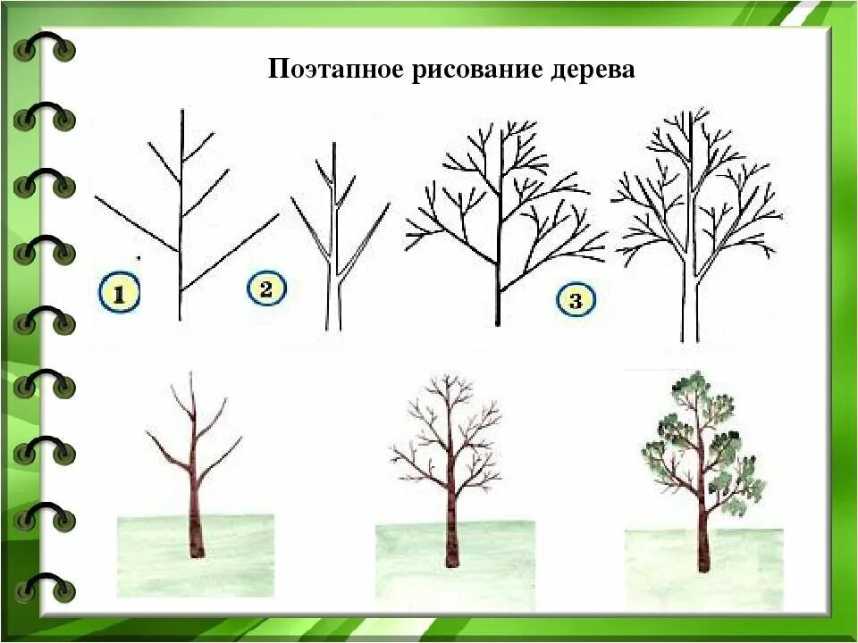 Рисование деревьев в подготовительной группе. Поэтапное рисование дерева. последовательное рисование дерева. этапы рисования дерева для детей. поэтапное рисование дерева в старшей группе.