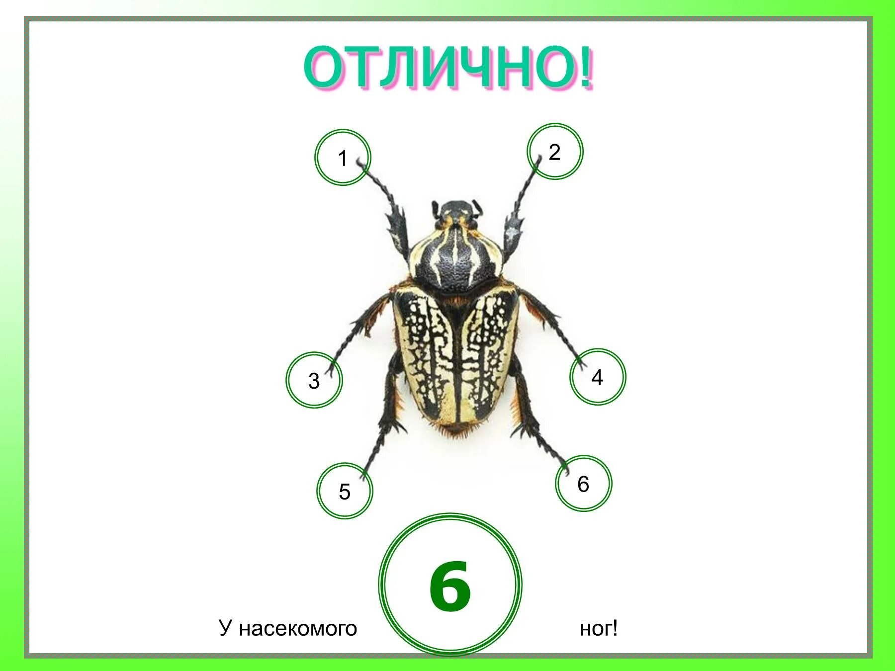 Сколько ног у насекомых. Шесть ног у насекомых. Насекомое с 6 лапами. Количество конечностей у насекомых. Сколько лапок у 6 жуков