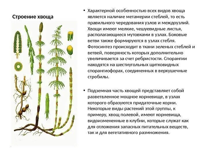 Каково значение хвощей в жизни человека