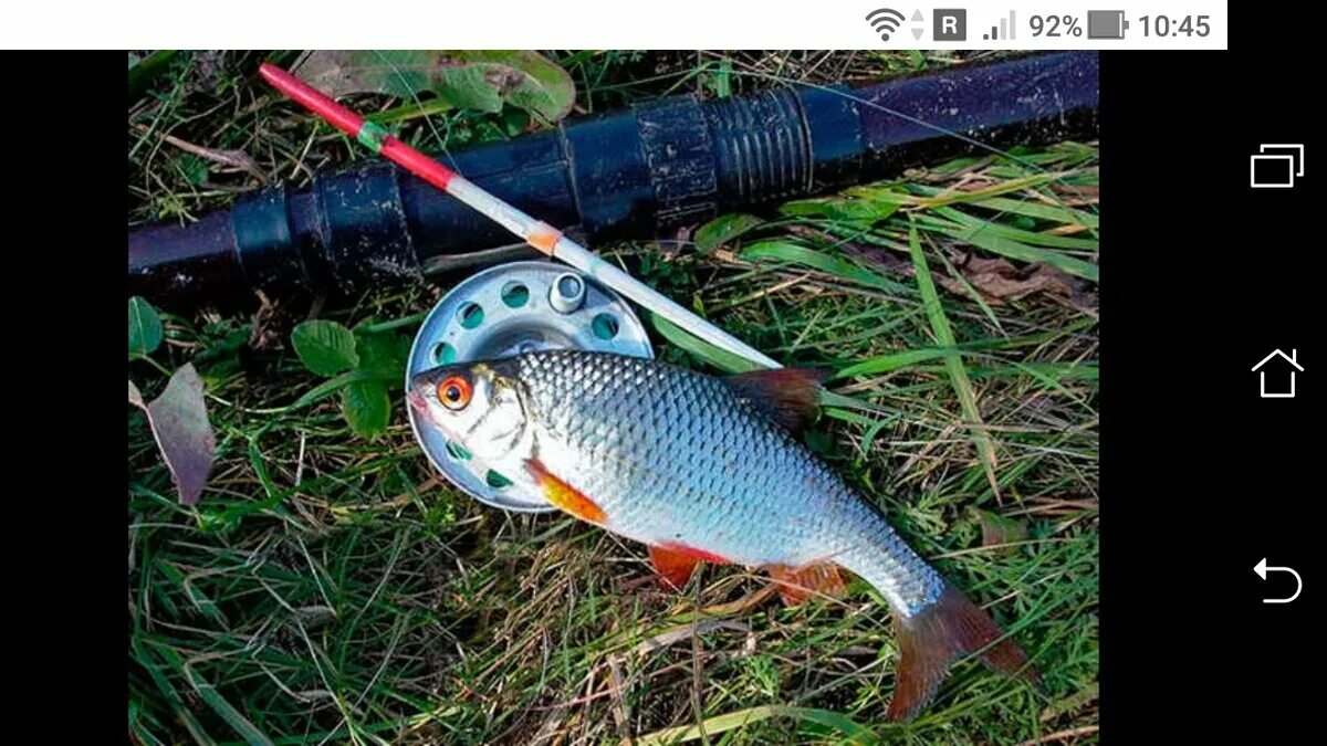 Ловля плотвы осенью - читайте на Сatcher.fish