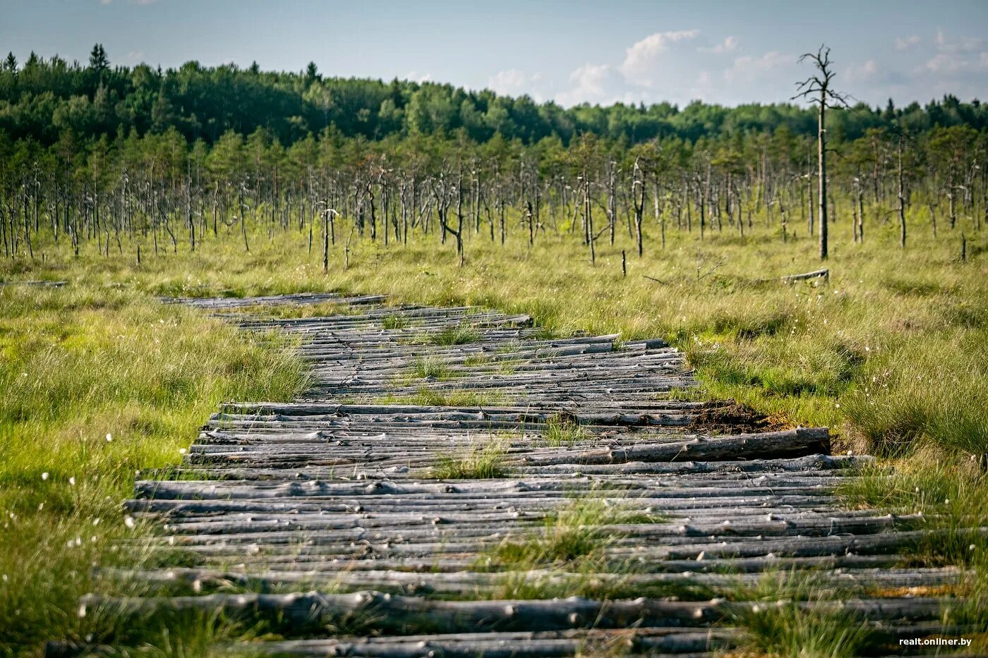 Древние болота. Болото Ельня Беларусь. Болото Ельня экотропа. Ольманские болота Беларусь. Болотный массив Ельня.