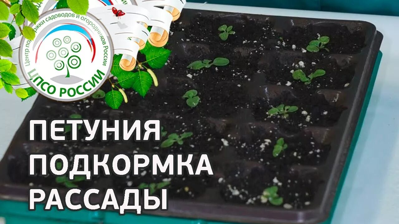 Подкормка рассады петунии. Удобрение для рассады петунии. Петуньяподкоимка раммадв. Подкормка для рассады питунью. Янтарная кислота для рассады петуний