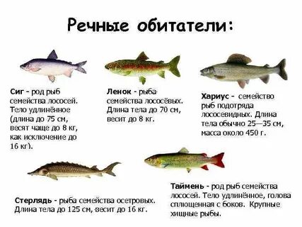 Какая рыба в енисее