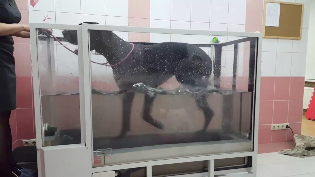 Водная беговая дорожка для собак занятия. Водяная беговая дорожка для собак. Гидро дорожка для собак. Водная беговая дорожка для собак. Водная беговая дорожка для собак.
