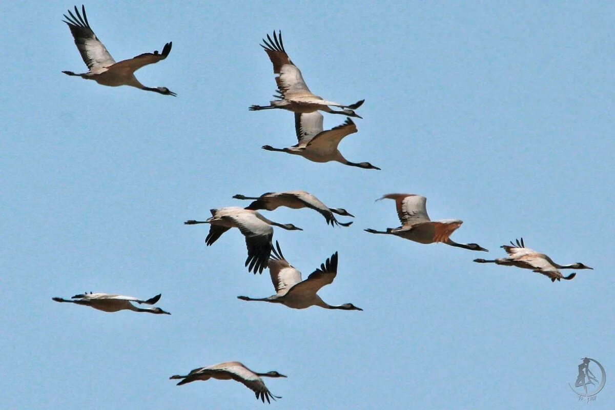 песня быть птицами. филиппенко птичка маленькая ноты. песня быть птицами. звуки природы птицы. кто написал хит птичка.