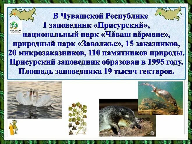 Чувашия в какой природной зоне. Заповедники Чувашии. Присурский заповедник Чувашии животные. Заповедники Чувашии презентация. Заповедники и национальные парки в Чувашии названия.