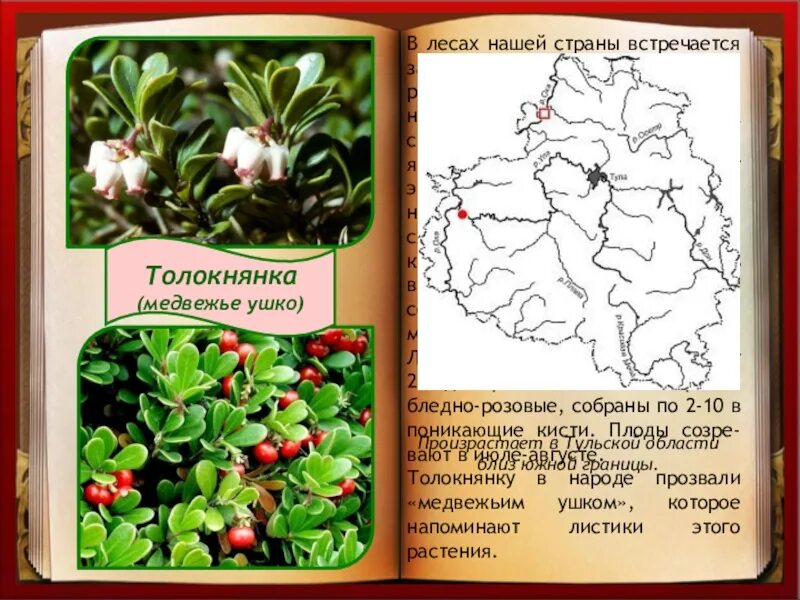 Медвежьи ушки от чего. Толокнянка обыкновенная Медвежье ушко. Растение толокнянка обыкновенная (Медвежье ушко). Толокнянка обыкновенная или Медвежье ухо. Толокнянка обыкновенная красная книга.