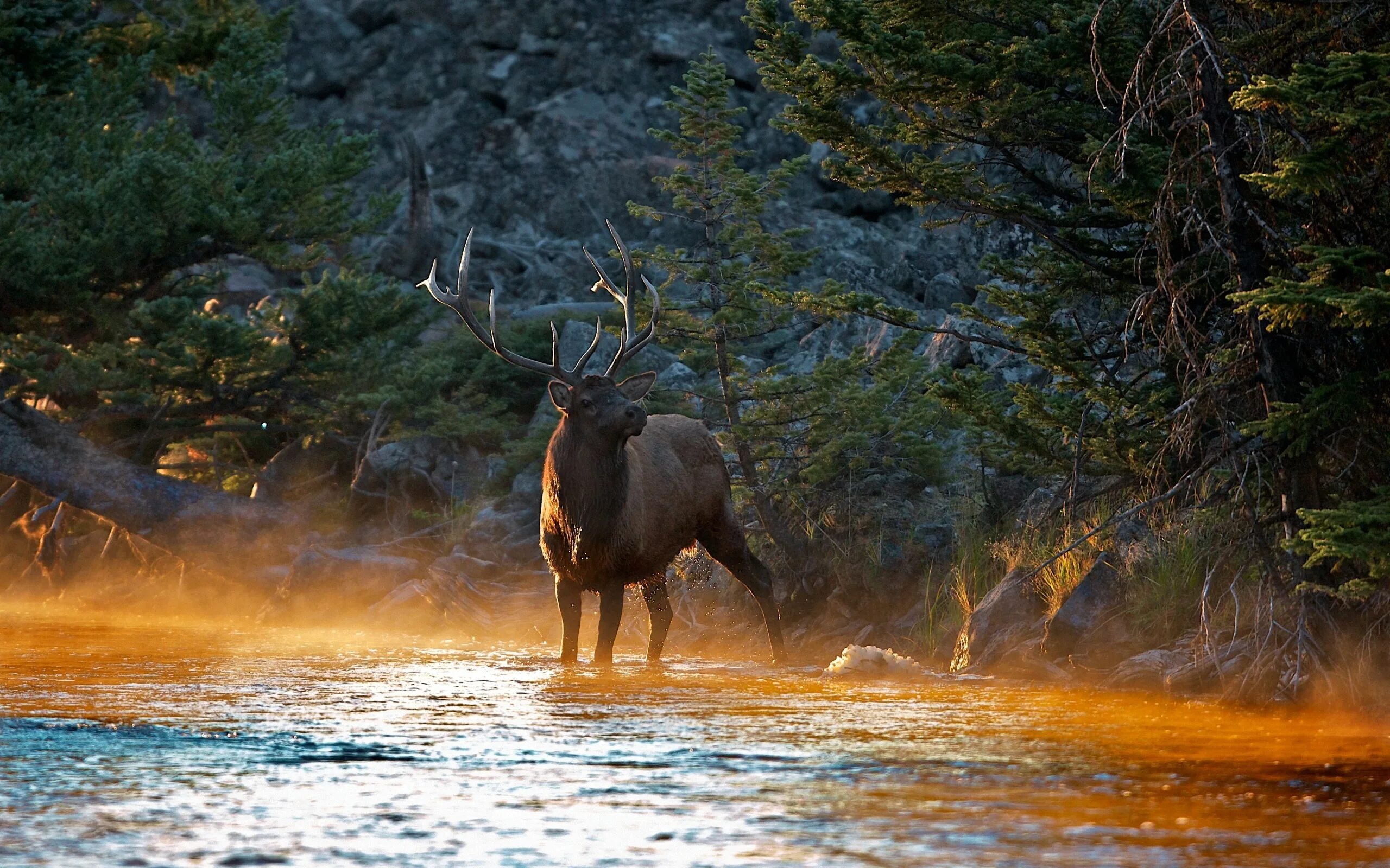 Wildlife photos. Европейская Лань Беловежская пуща. Оленьи ручьи Лось. Таймыр Дикая природа. Кроноцкий заповедник Лось.