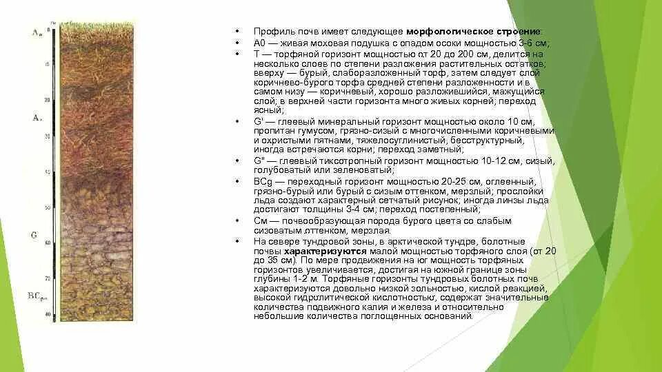 Торфяные болотные верховые почвы профиль. Болотные торфяные глеевые почвы плодородие. Болотные почвы типы почв. Аллювиальные торфяно глеевые почвы профиль. Болотные торфяно-глеевые почвы климат.