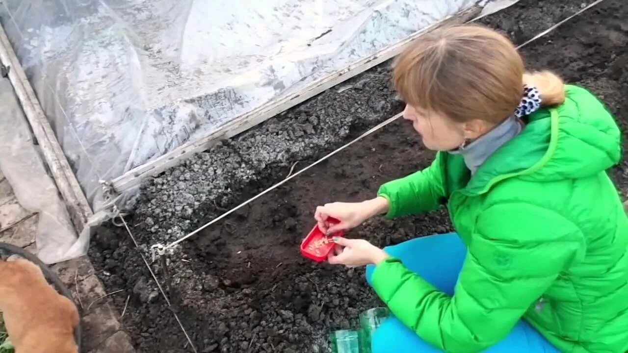 Как правильно посеять семена огурцов в грунт. Посадка огурцов в открытый грунт семенами. высадка огурцов в открытый грунт. сажаем огурцы в открытый грунт. посев семян огурца в теплицу семенами.