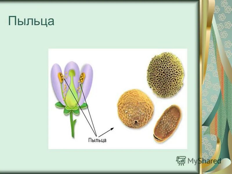 Размер пыльцы. Пыльца рисунок. Цветок с пыльцой рисунок. Пыльца растений рисунок. Растение с пыльцой рисунок и название.