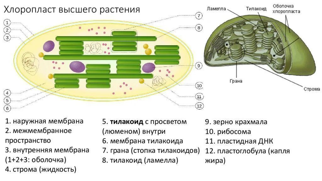 Осуществляет синтез углеводов органоид