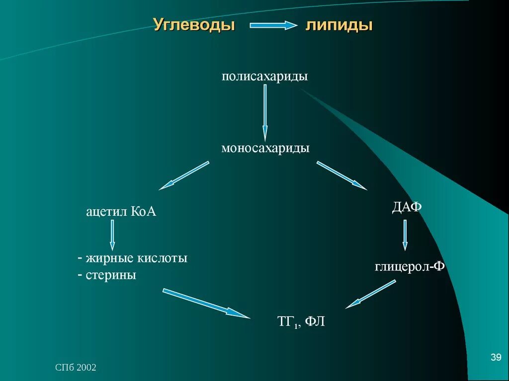 Углеводы липиды строение. Углеводы и липиды. Характеристика углеводов и липидов. Белки и липиды. Строение и функции углеводов и липидов.