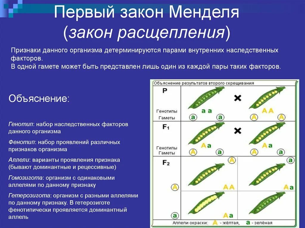 Рецессивный ген характеристика. Доминантные и рецессивные аллели. рецессивный аллель. аллельные гены это в биологии. доминантные и рецессивные гены.