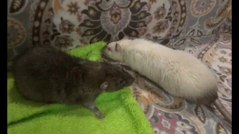 Киви хомякам