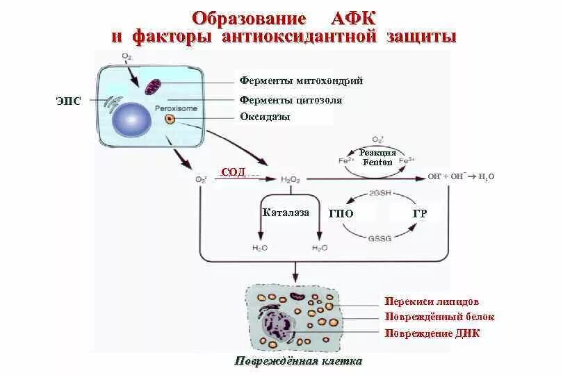 Митохондрия цитоплазма биологическое окисление