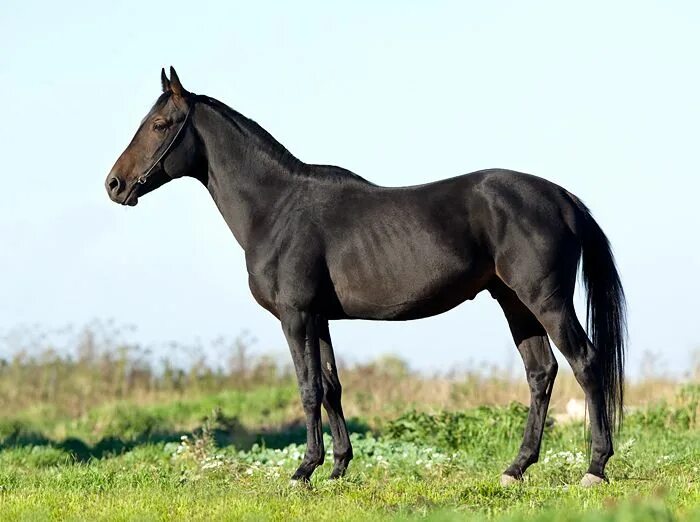 Молодая тракенка в спорт - лошади - конный рынок - equestrian.ru