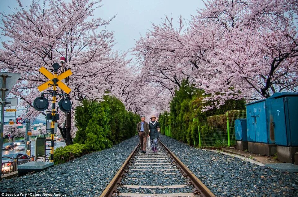 Южная Корея Сакура. Цветение Сакуры в Корее. Цветущие деревья в Корее. Цветение вишни в Корее.
