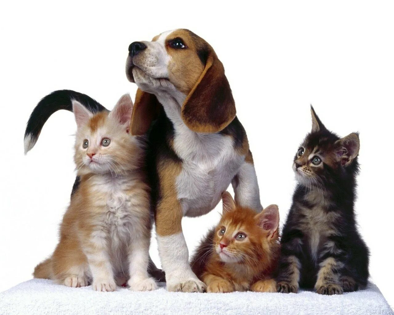 Котят и щенят вместе
