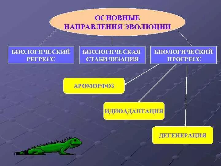 Основные направления эволюции. Направление эволюции биологический Прогресс биологический регресс. Основные направления эволюции реологический регресс. Направления эволюции биологическая стабилизация.