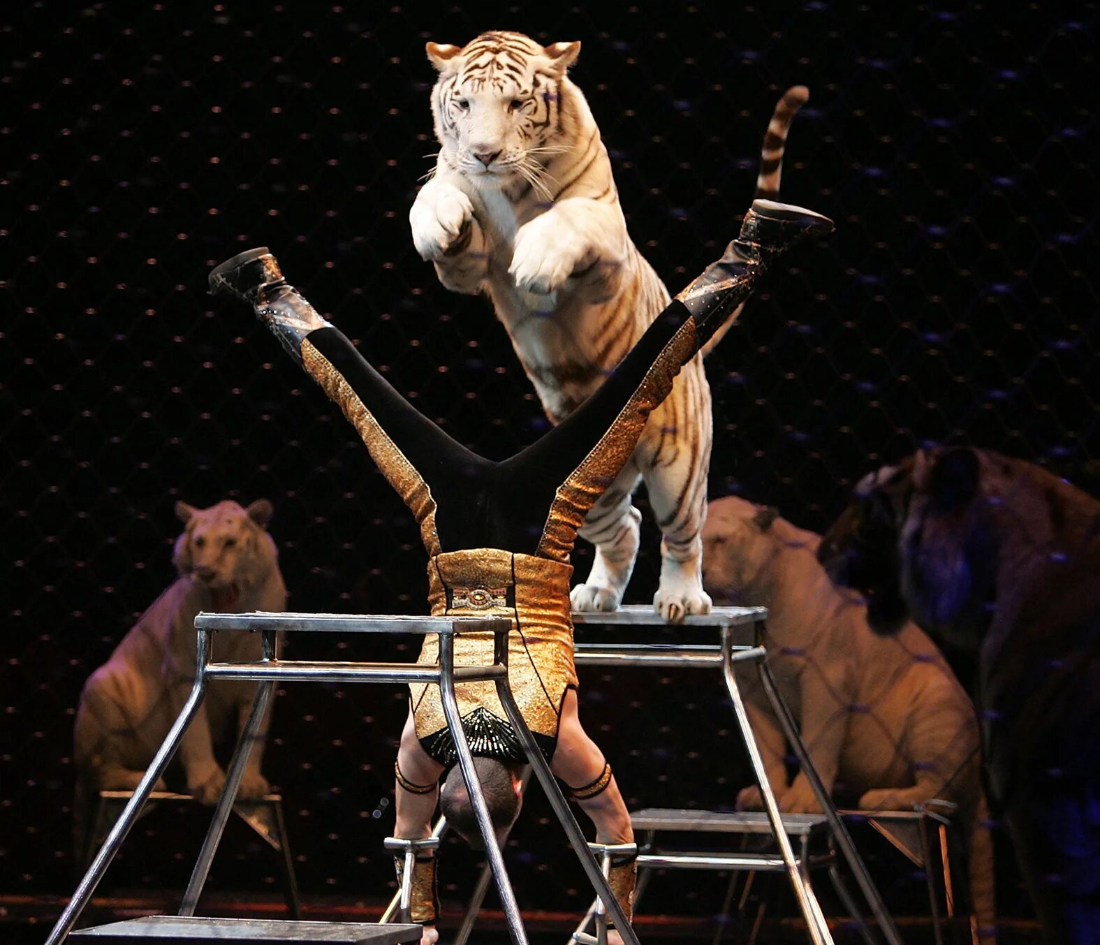 Картинки помни из цирка. Цирковое представление с тиграми. Тигры на арене цирка. Злой дрессировщик. Трюки с тиграми в цирке.