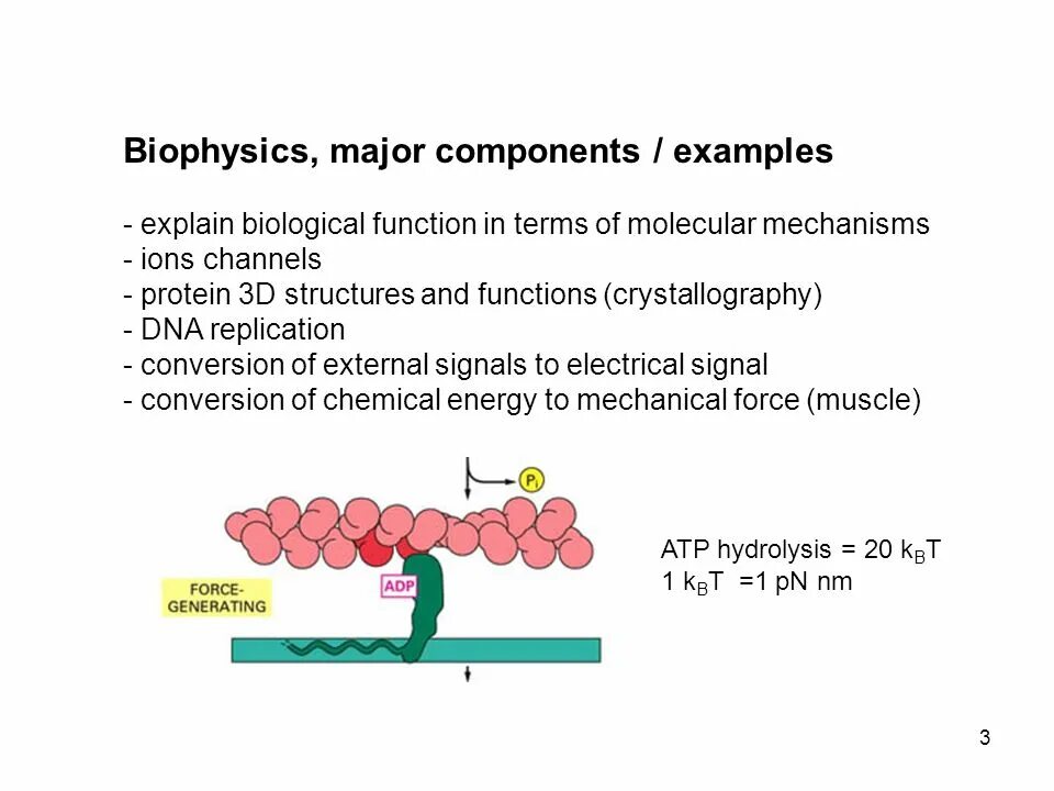 Биофизика реферат. Биофизика. молекулярная биофизика. applied biophysics. биофизика это наука.