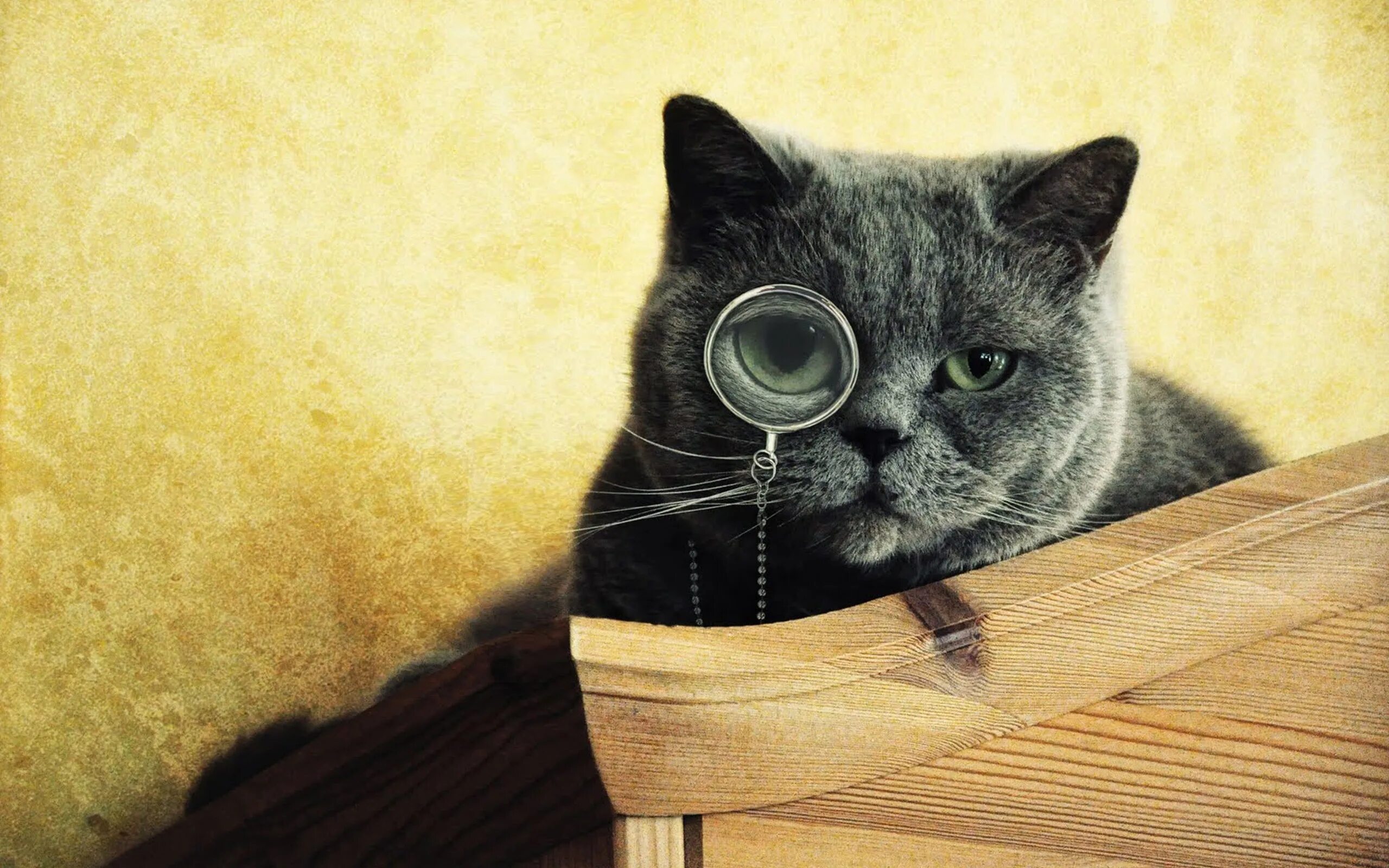 Котэ представляет про животных