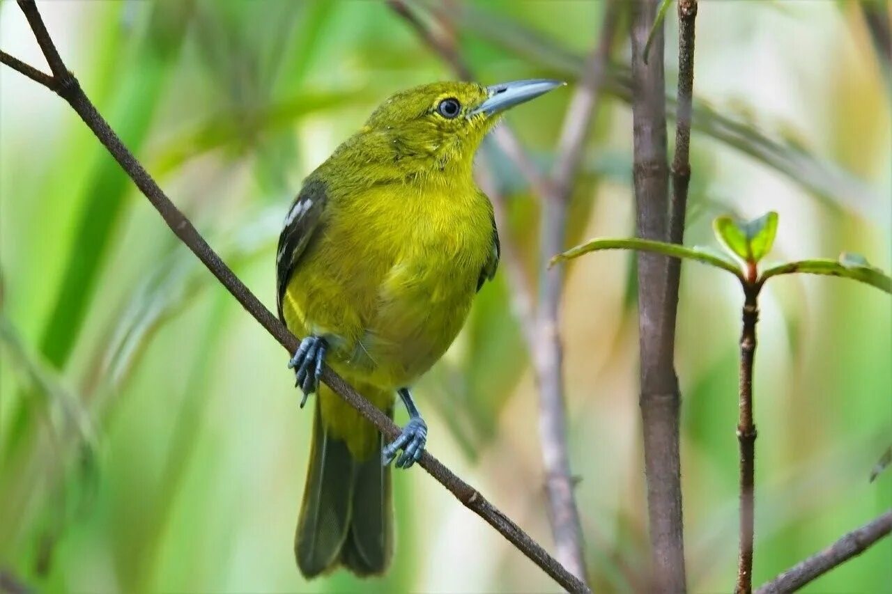 Зеленая птичка название. Зелёный САИ птица танагровых. Птица с зеленой грудкой. Птицы Подмосковья зеленого цвета. Зелёная птица в Подмосковье.