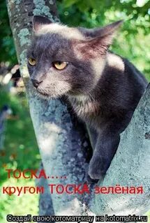 Кругом с тоской