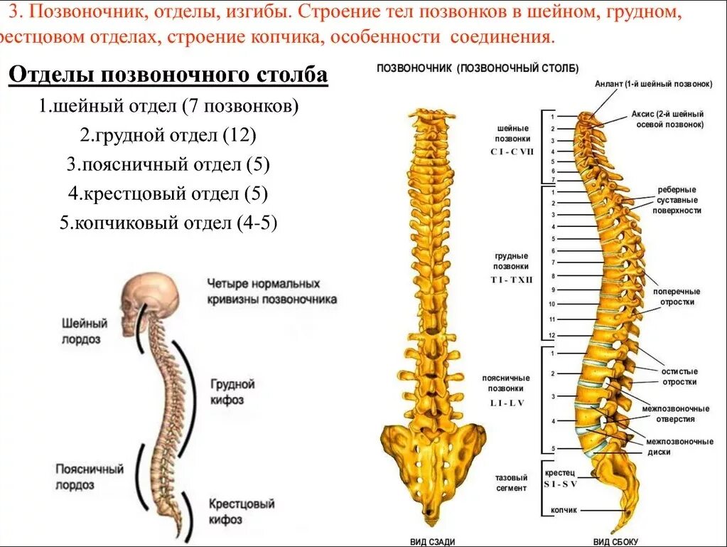 Поясница 6. Позвоночный столб отделы количество позвонков. Позвоночный столб и строение позвонка. Строение шейно грудного отдела позвоночника. Позвоночный столб отделы изгибы строение.