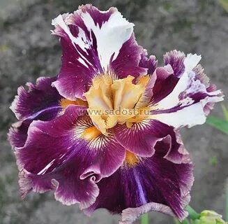 Iris full