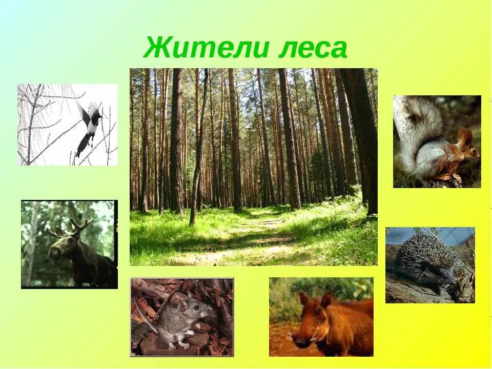 Зона лесов занятия населения. Занятие населения лесов. Жители лесной зоны. Птицы смешанных лесов. Жители лесной зоны.